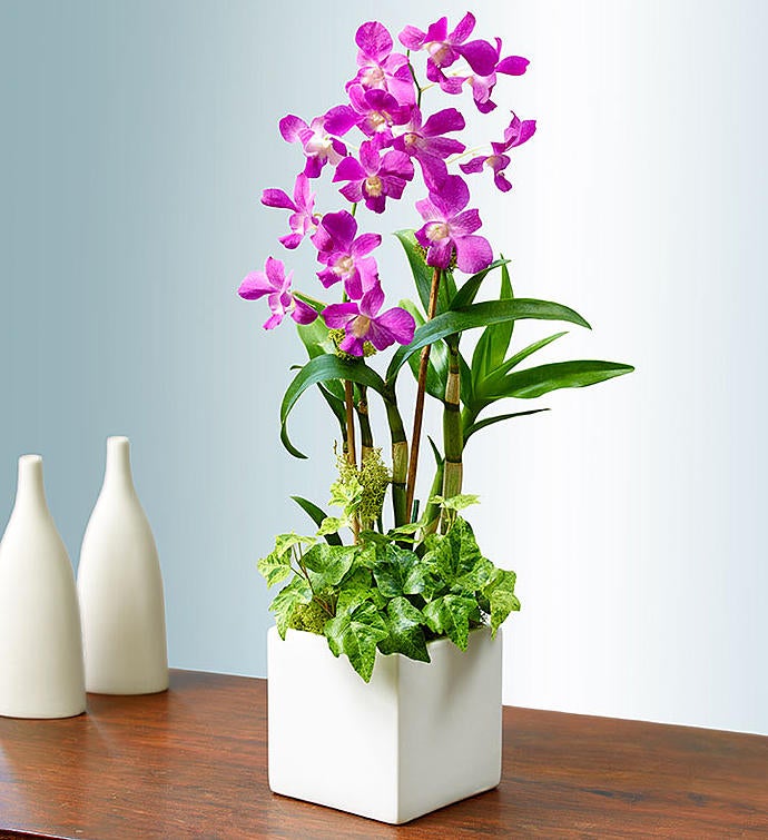 Classic Dendrobium Dish Garden