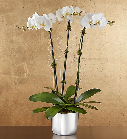 Silver Celebration Orchids