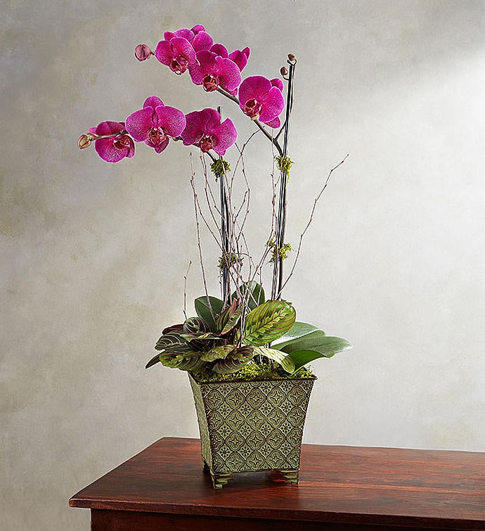 Magenta Orchid Garden with Free Upgrade | 1800Flowers.com