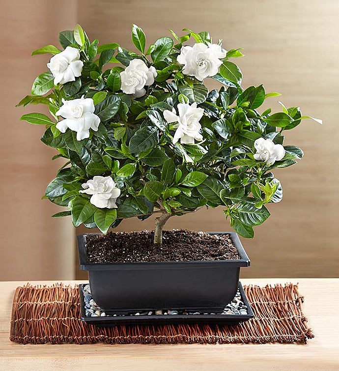 Comforting Gardenia Bonsai | 1800Flowers.com - 18971