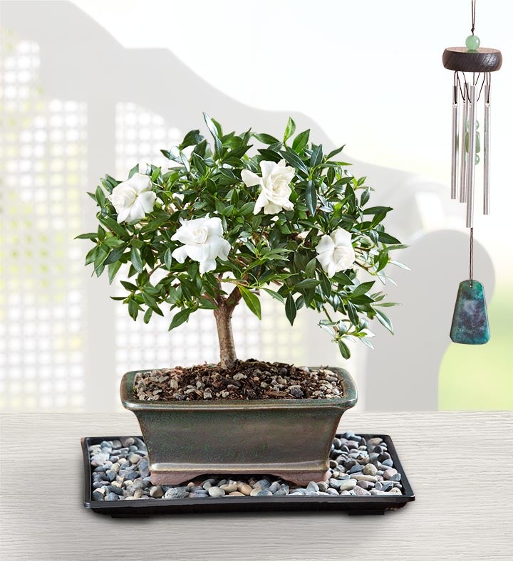 Gardenia Bonsai For Sympathy
