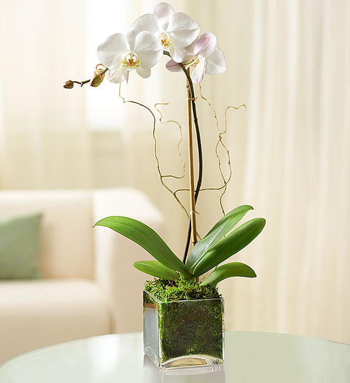 Elegant Orchid for Sympathy