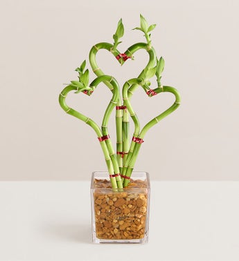Heart Shaped Bamboo