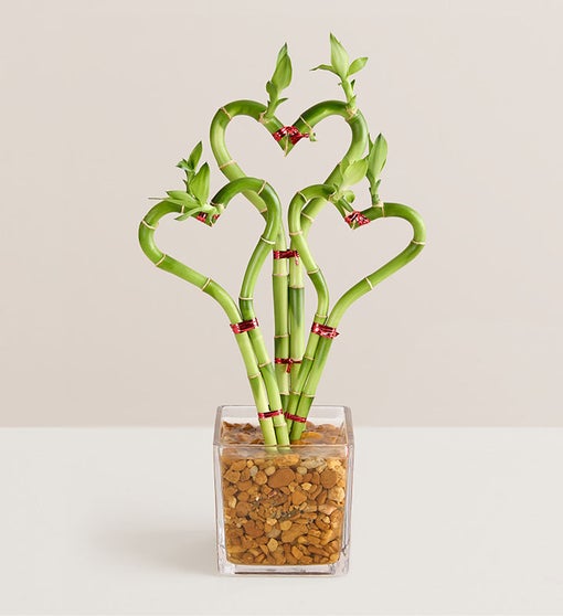 Heart Shaped Bamboo