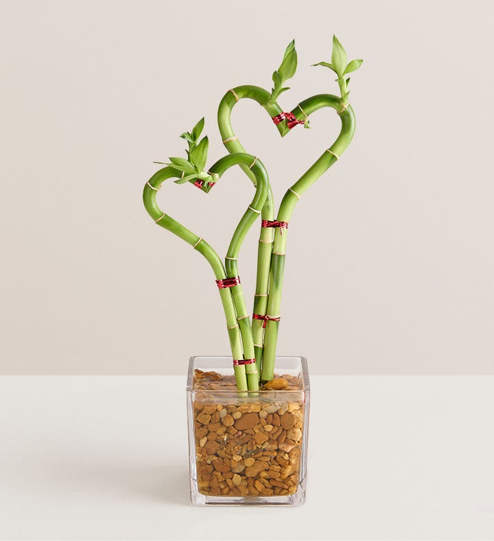 Sweet Heart Bamboo