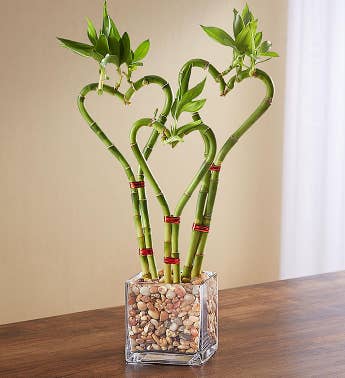 Heart Shaped Bamboo