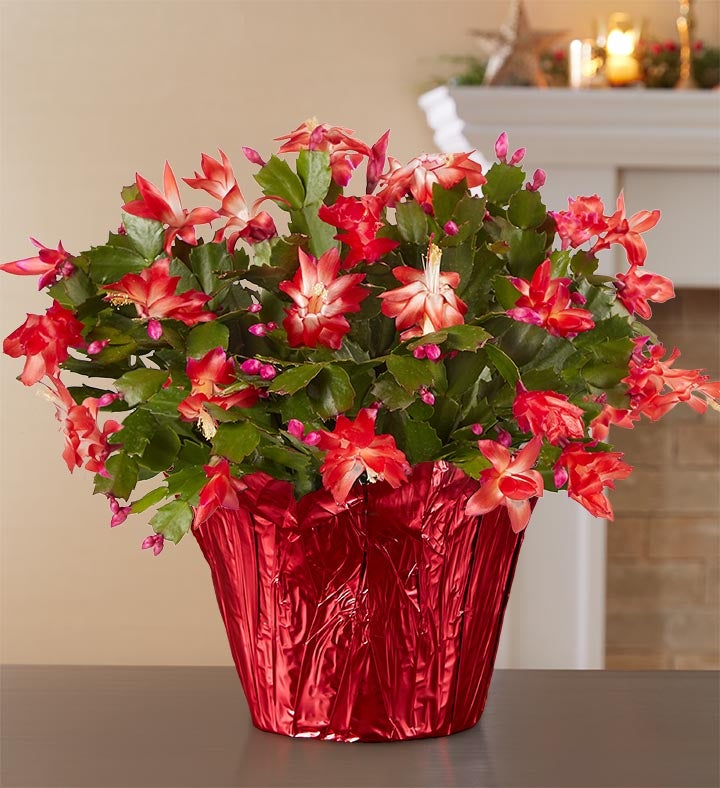 Christmas Cactus