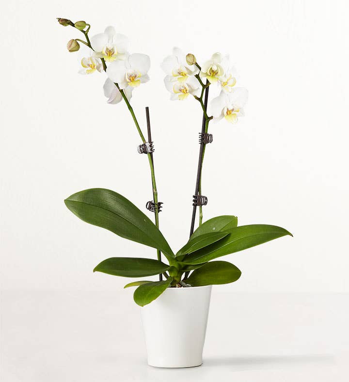 Double White Orchid Plant