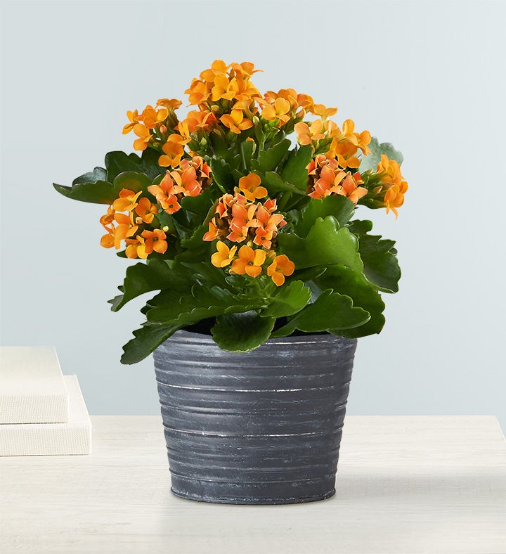 Kalanchoe Plant