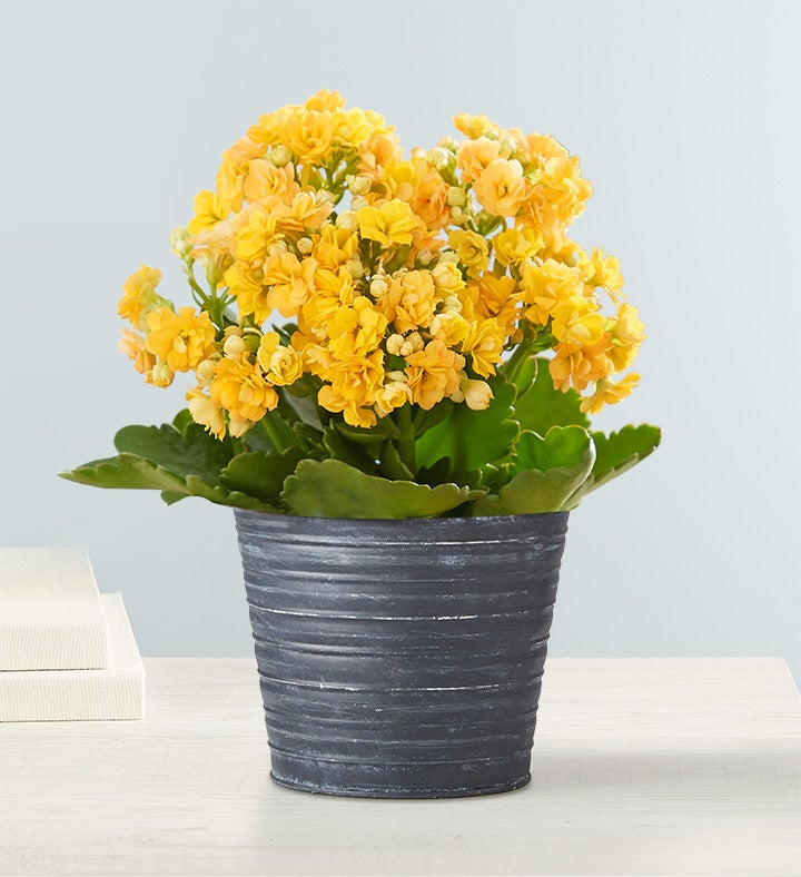 Kalanchoe Plant