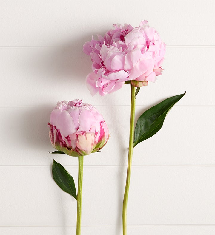 Precious Peony Bouquet