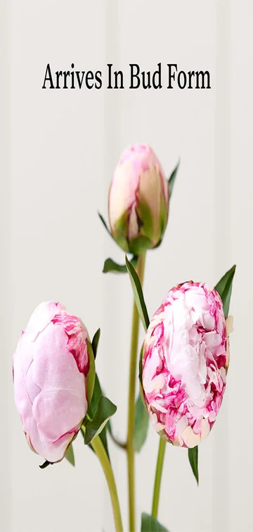 Grower’s Choice Peony Bouquet