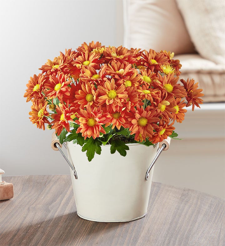 Fall Mum Plant 6"