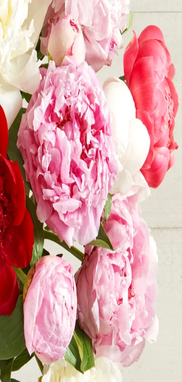 Grower’s Choice Peony Bouquet