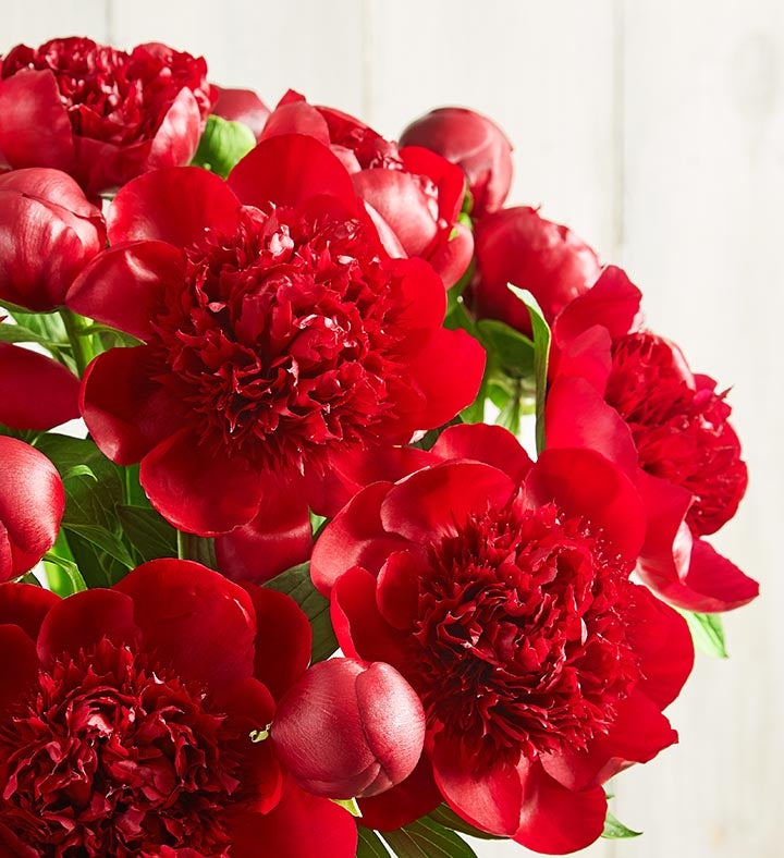 Scarlet Burst™ Peonies