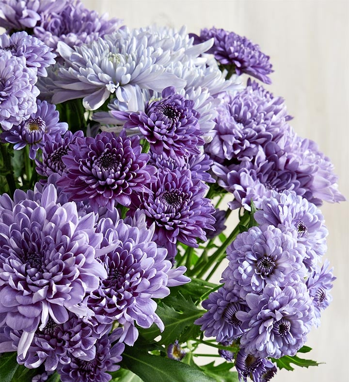 Blu Ocean™ Chrysanthemum Bouquet