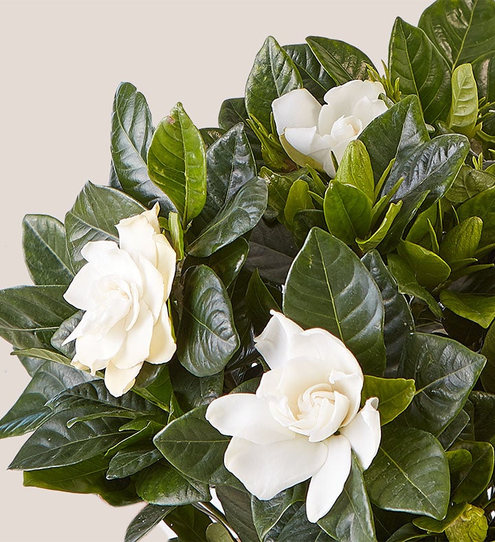 Blooming Gardenia Plant