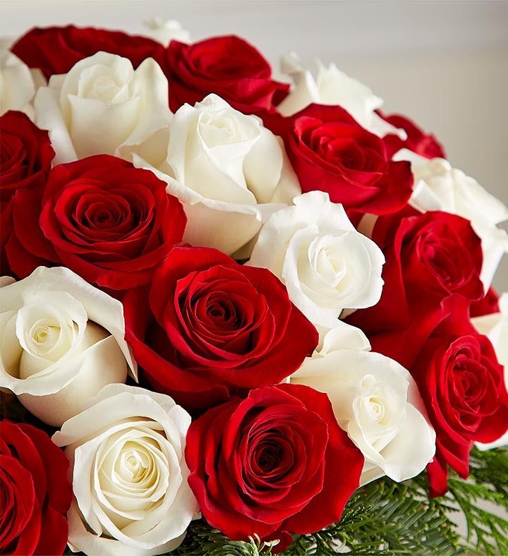 Candy Cane Swirl™ Roses | Red & White Christmas Flowers | 1800Flowers