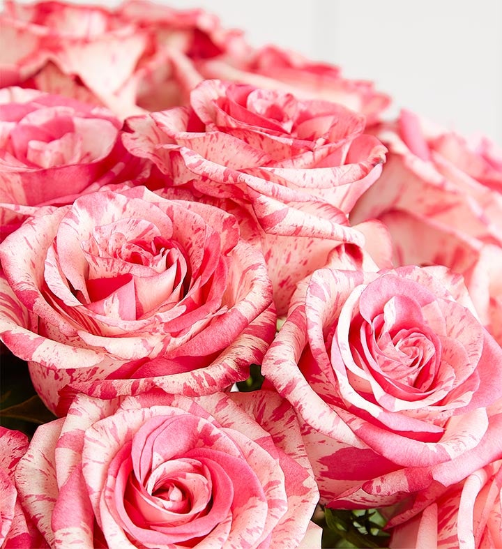 Pink Splash Roses