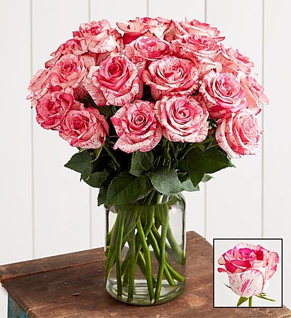 Pink Splash Roses, 12-24 Stems