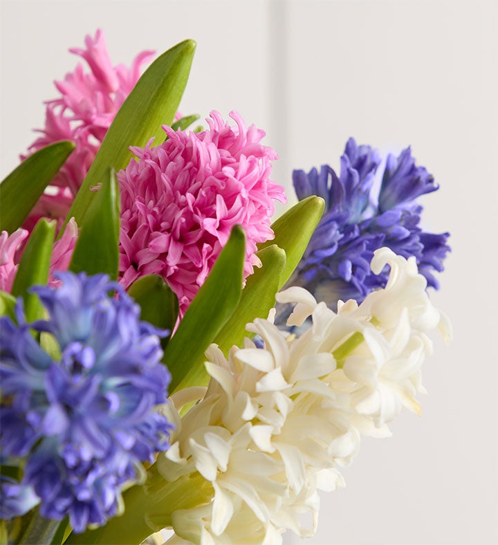 Hyacinth Bouquet, 12 Stems