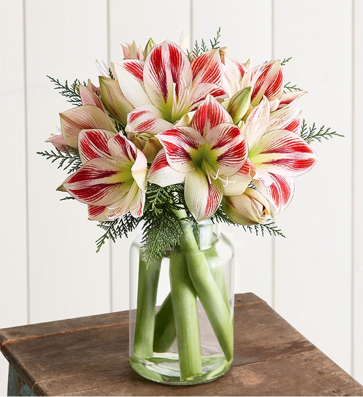 Peppermint Amaryllis Bouquet™