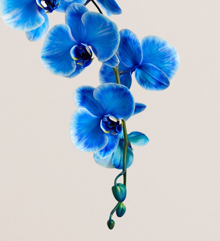 Double Blue Orchid Plant