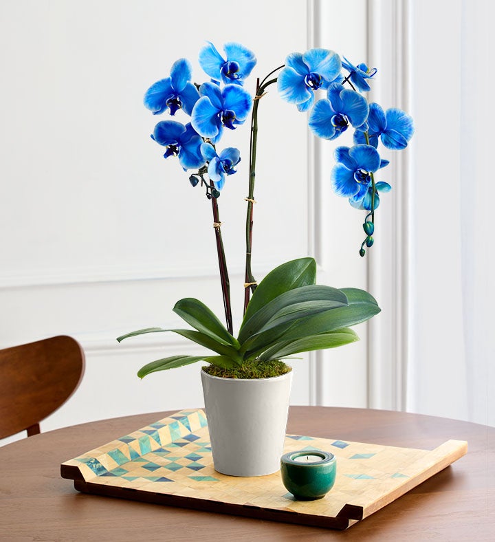 Double Blue Orchid Plant