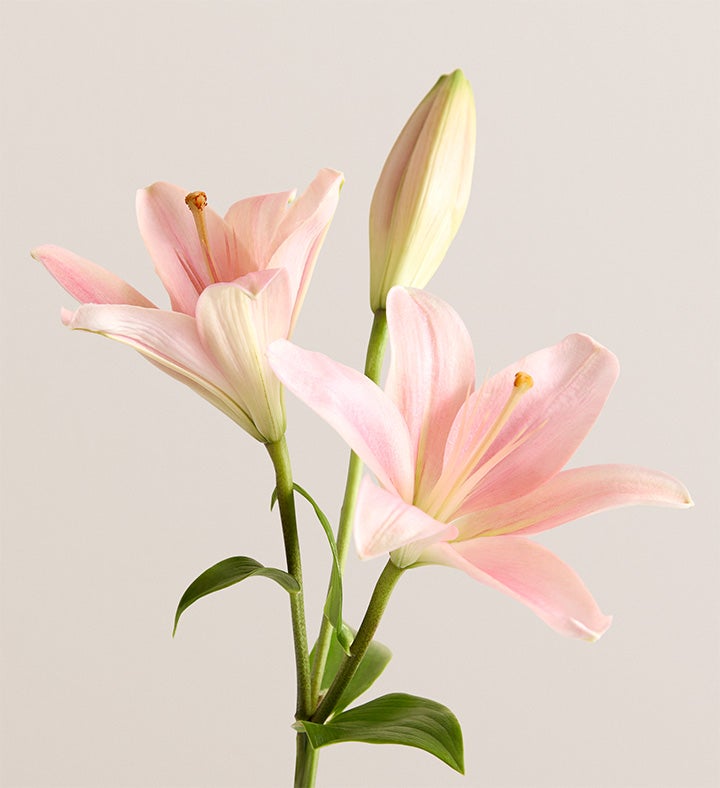 Palermo Blush™