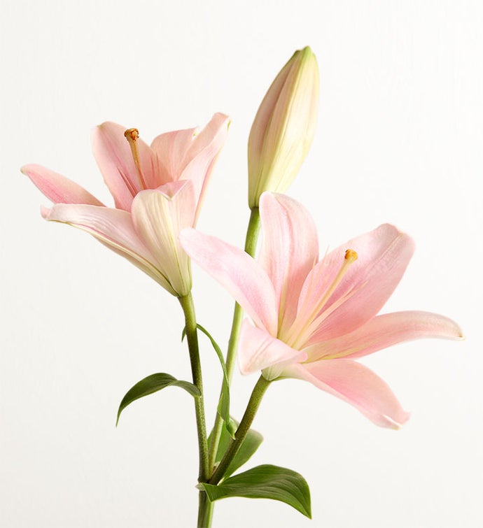 Palermo Blush™