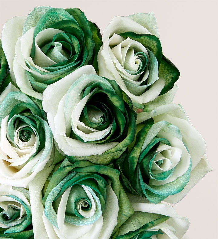 Conversation Roses™ St Patrick’s Day