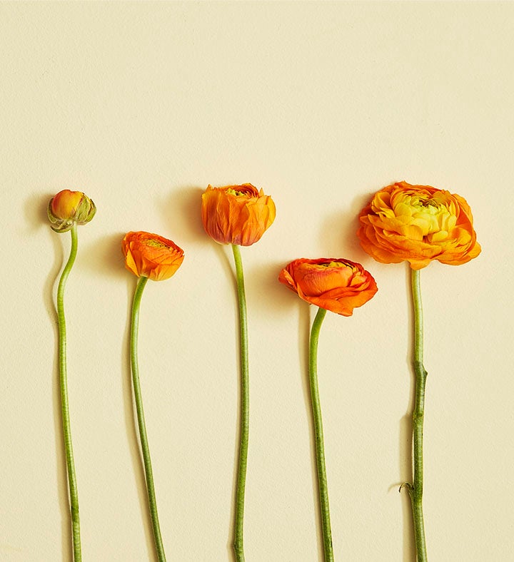 Radiant Ranunculus Bouquet