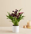 Elegant Calla Lily