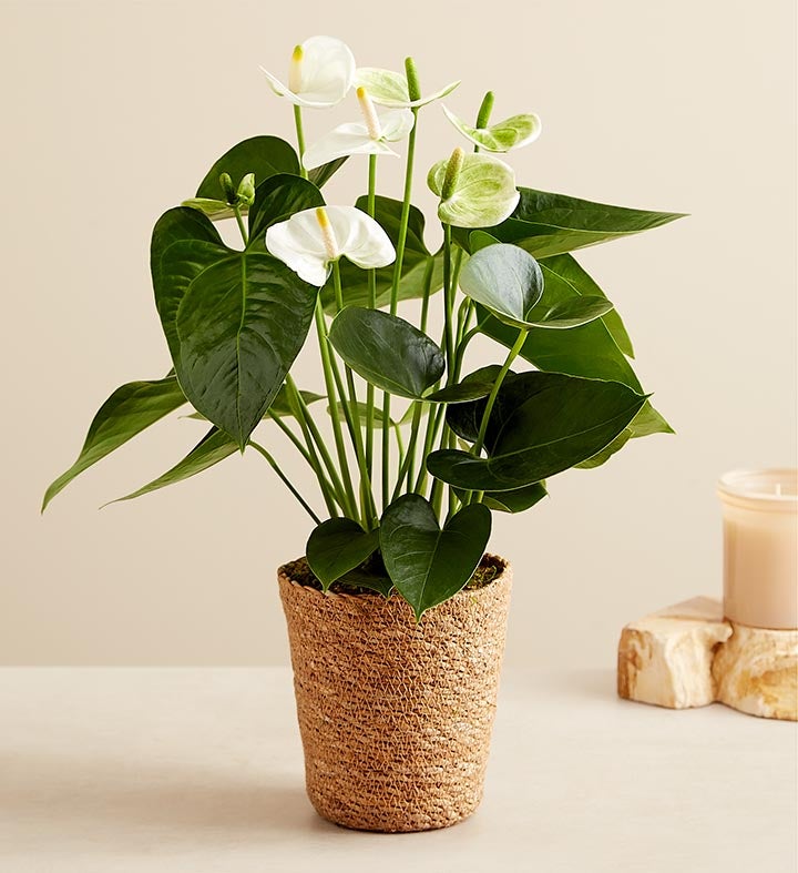 White Anthurium for Sympathy