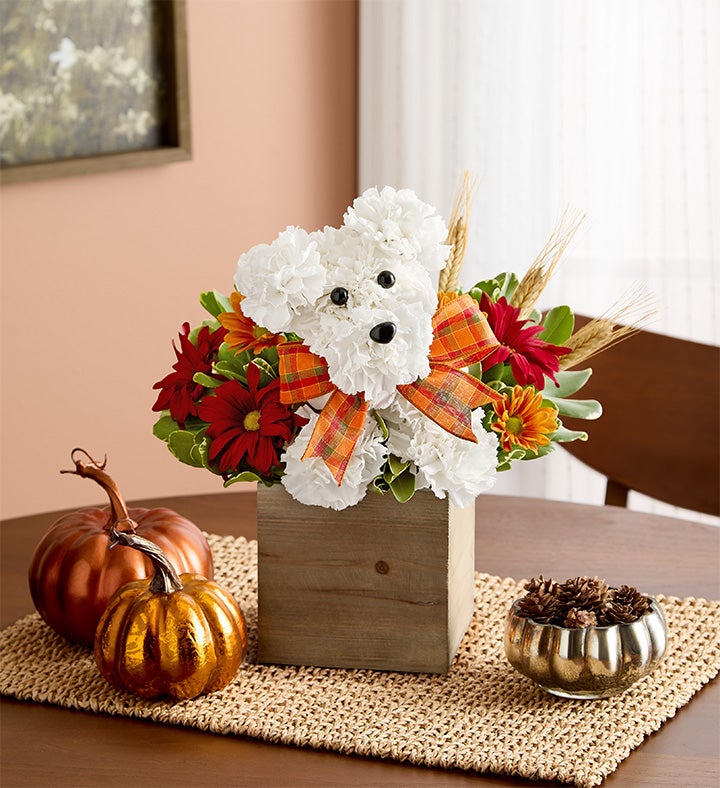xmw∗∗∗∗∗∗∗∗1 a-DOG-able® for Fall | 1800Flowers.com