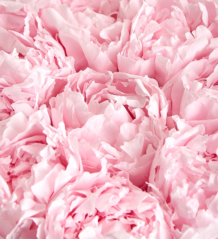 Magnificent Roses® Preserved Precious Peony