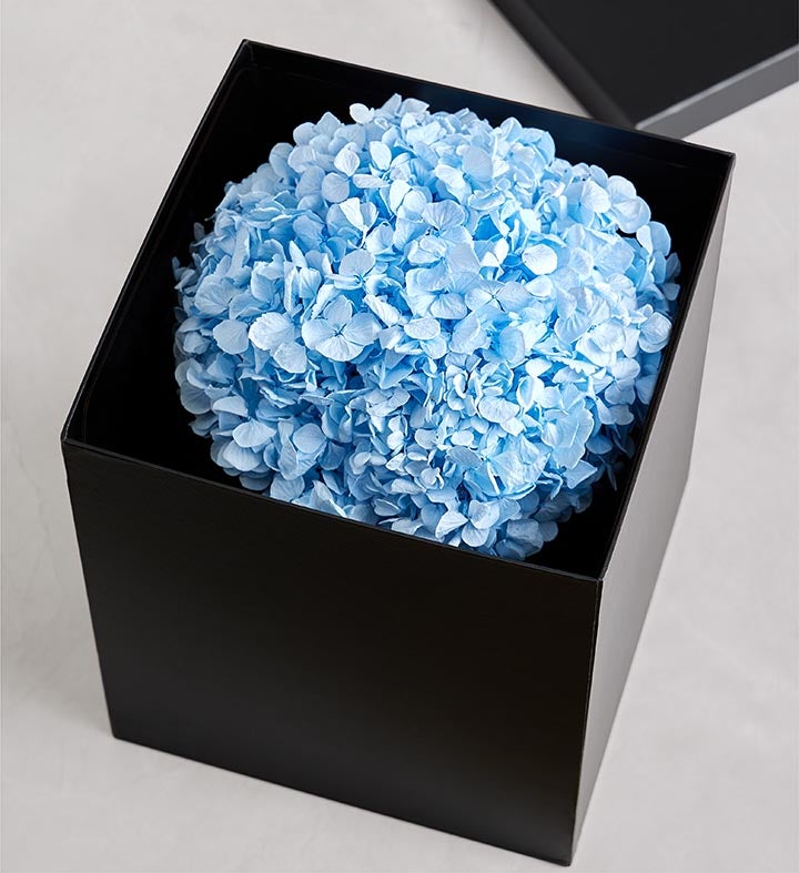 Magnificent Roses® Preserved Domani Blue Hydrangea