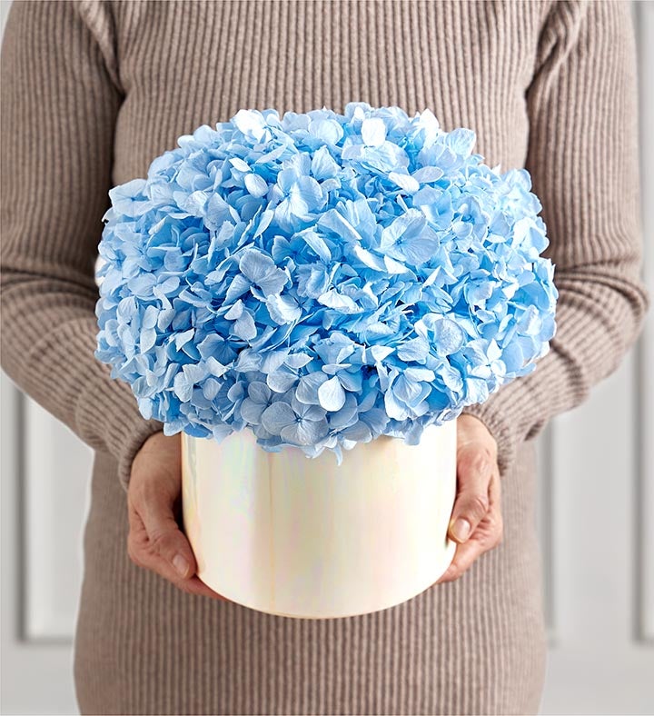 Magnificent Roses® Preserved Domani Blue Hydrangea