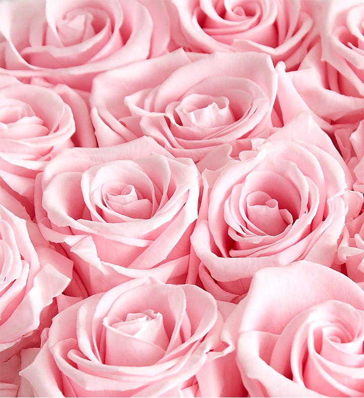 Love Shack Fancy Pretty In Pink Preserved Magnificent Roses®