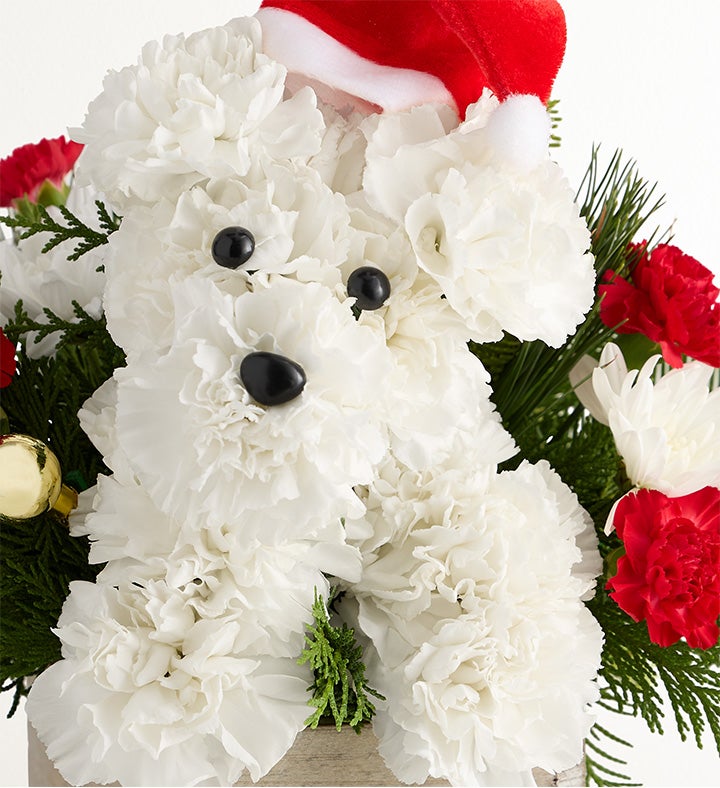 Santa Paws®