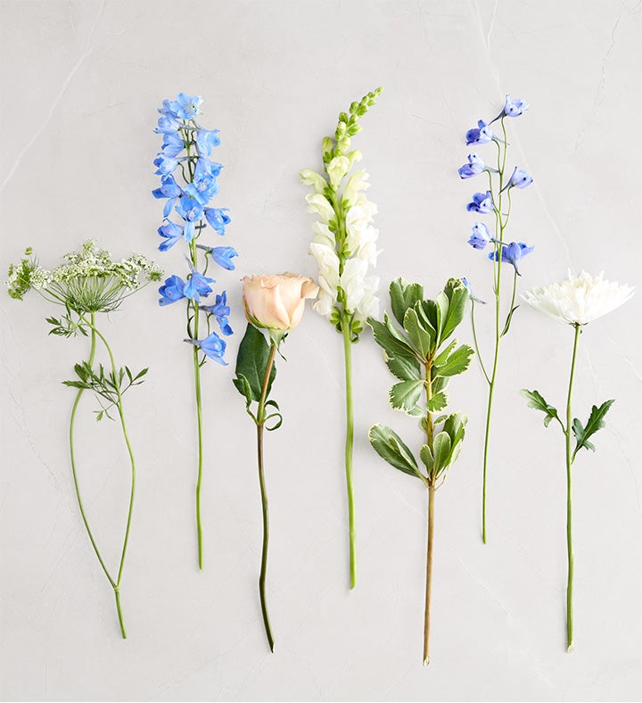 Cerulean Dreams™ - Blue Delphinium Bouquet | 1800Flowers