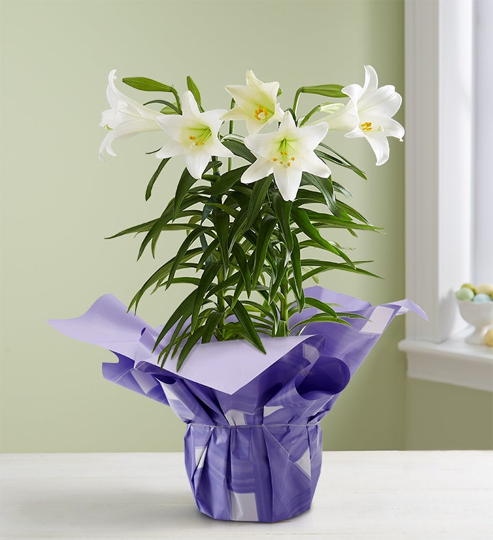 Easter Sentiments™ Lily Plant