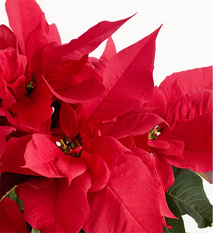 Poinsettia Plant