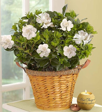 Cherished Gardenia Plant