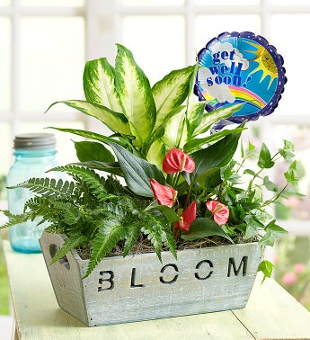 get well flowers get