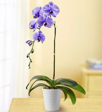 Lovely Lavender Orchid