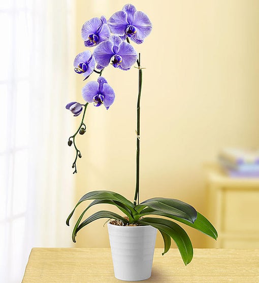 Lovely Lavender Orchid