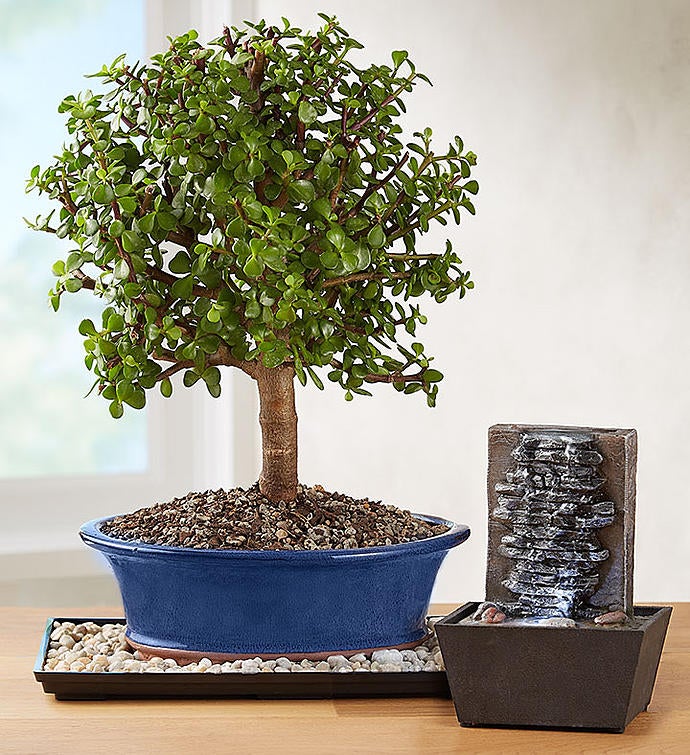 Dwarf Jade Bonsai From 1 800 Flowerscom 4169