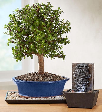 Dwarf Jade Bonsai