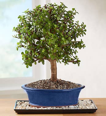 Dwarf Jade Bonsai